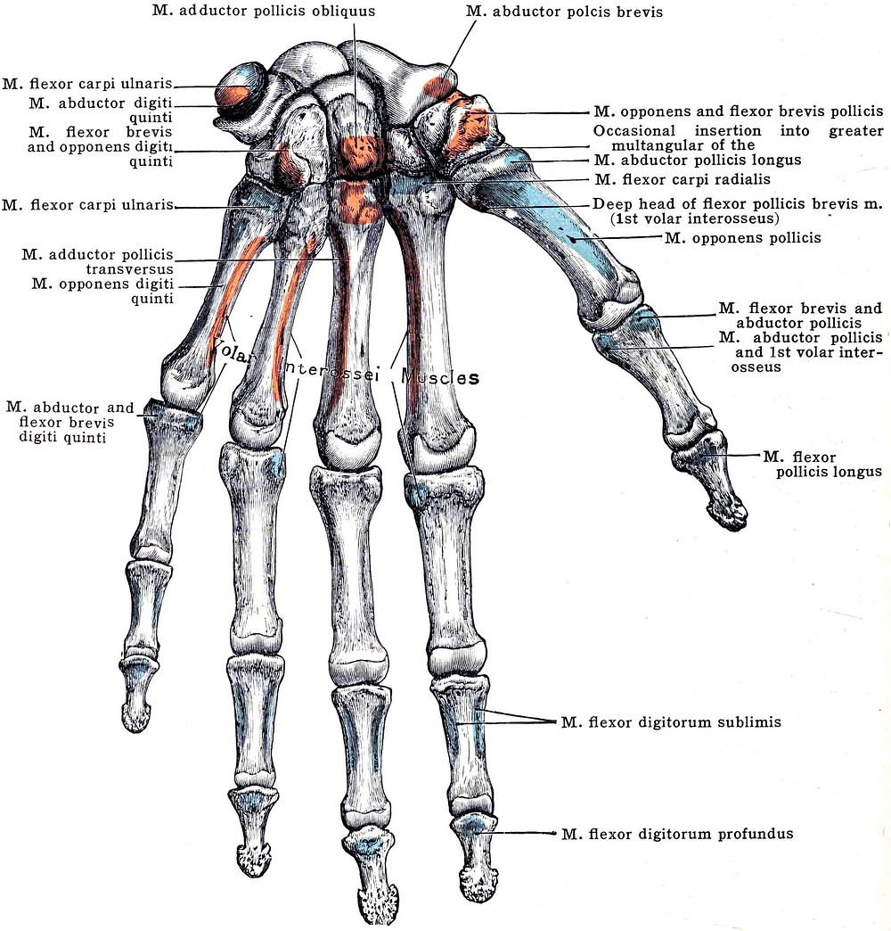 Bones of the Left Hand. (Volar surface.)