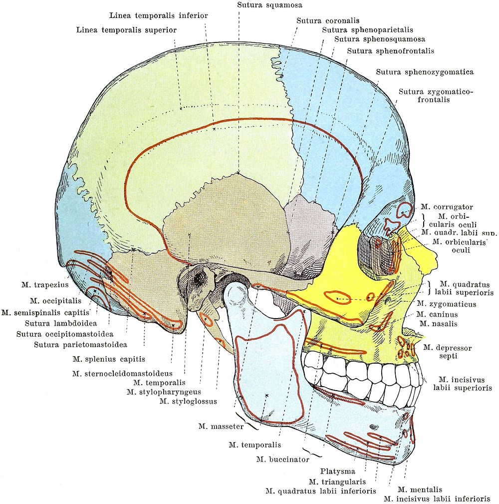 Skull, from the right, with muscular attachments.