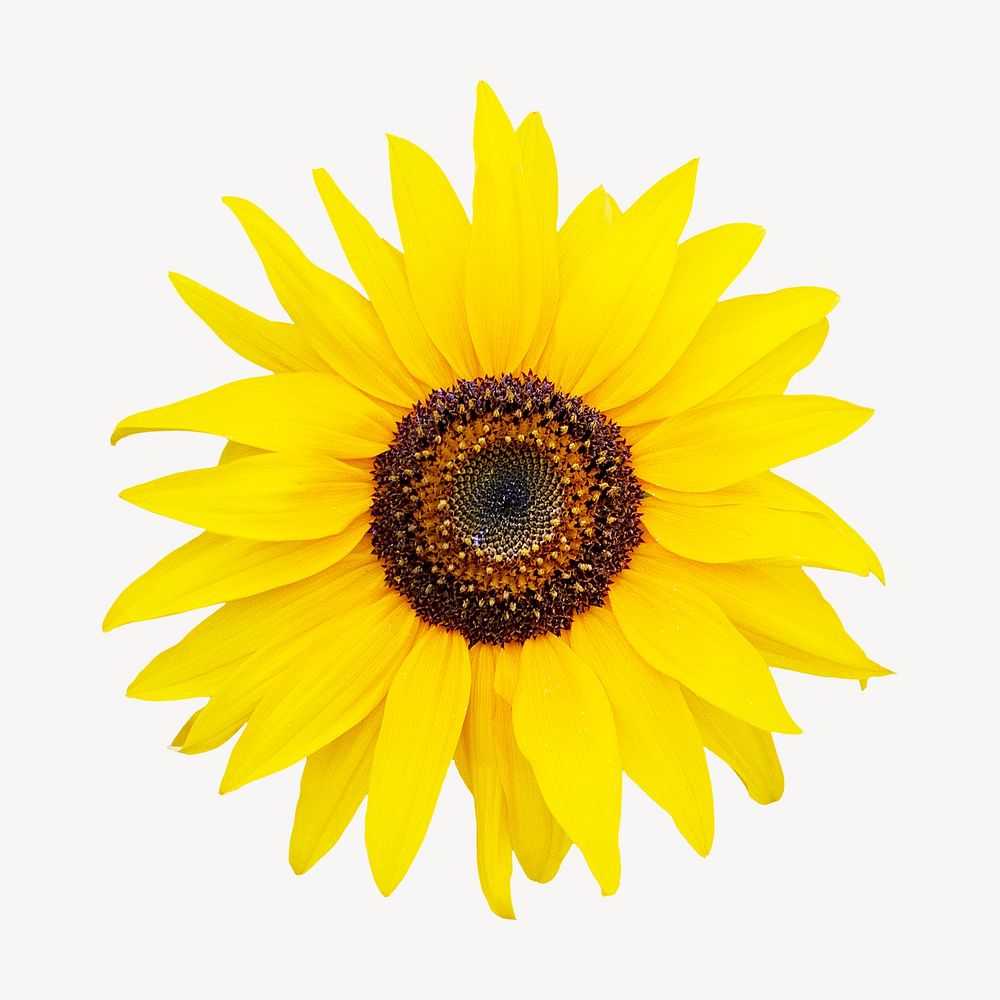 Sunflower  image on white design