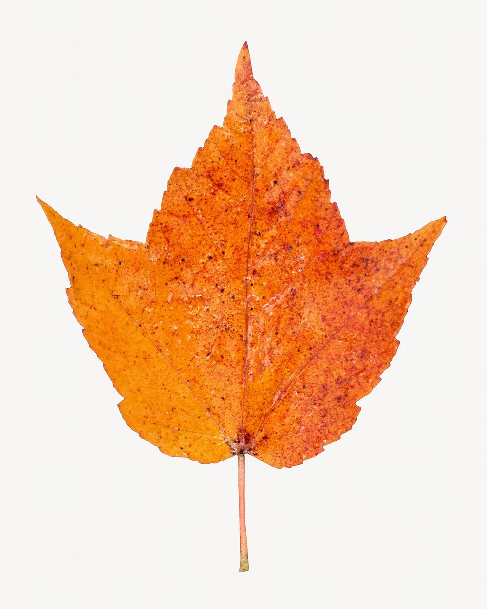 Autumn leaf collage element