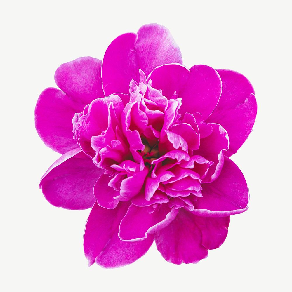 Pink flower isolated element psd