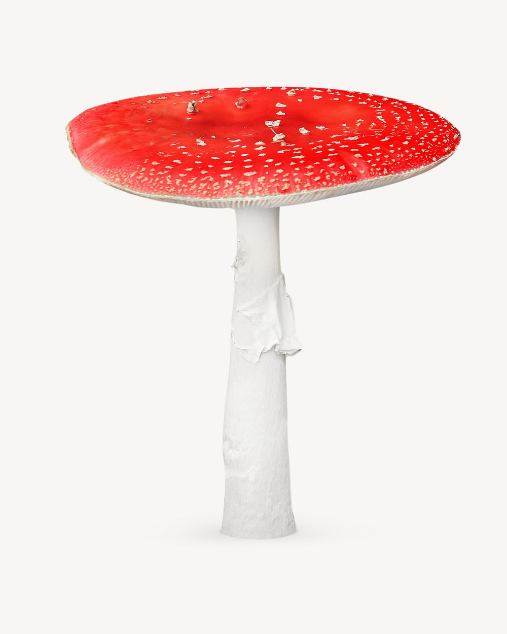 Fly agaric mushroom on white background