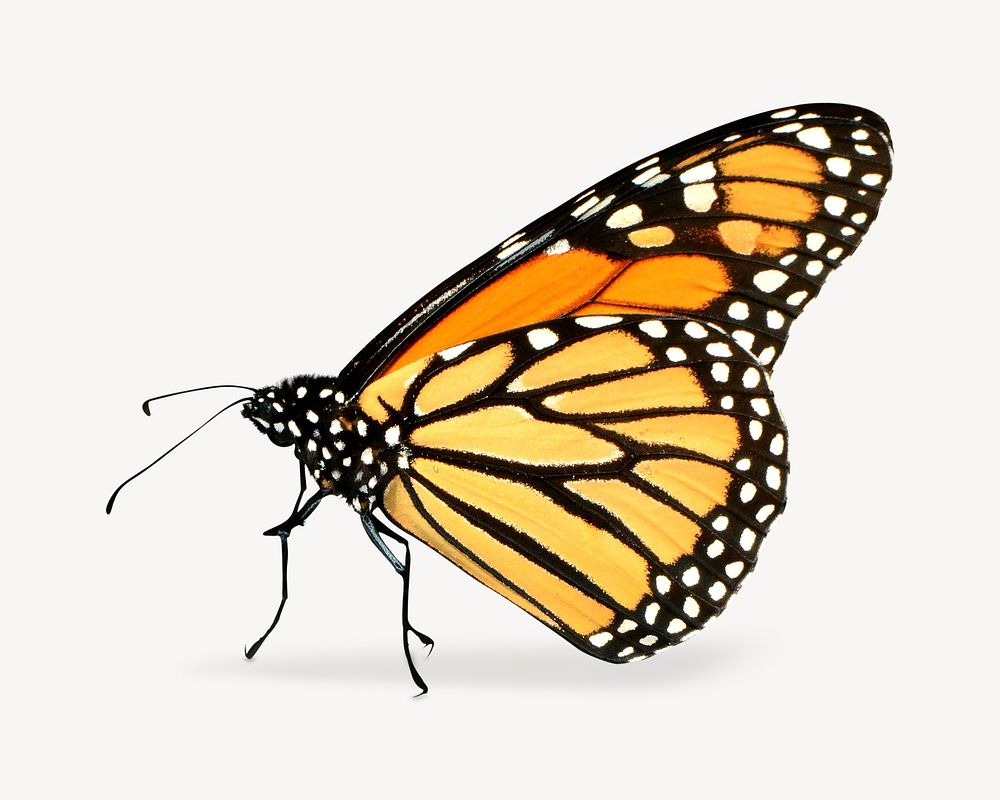 Monarch butterfly on white background