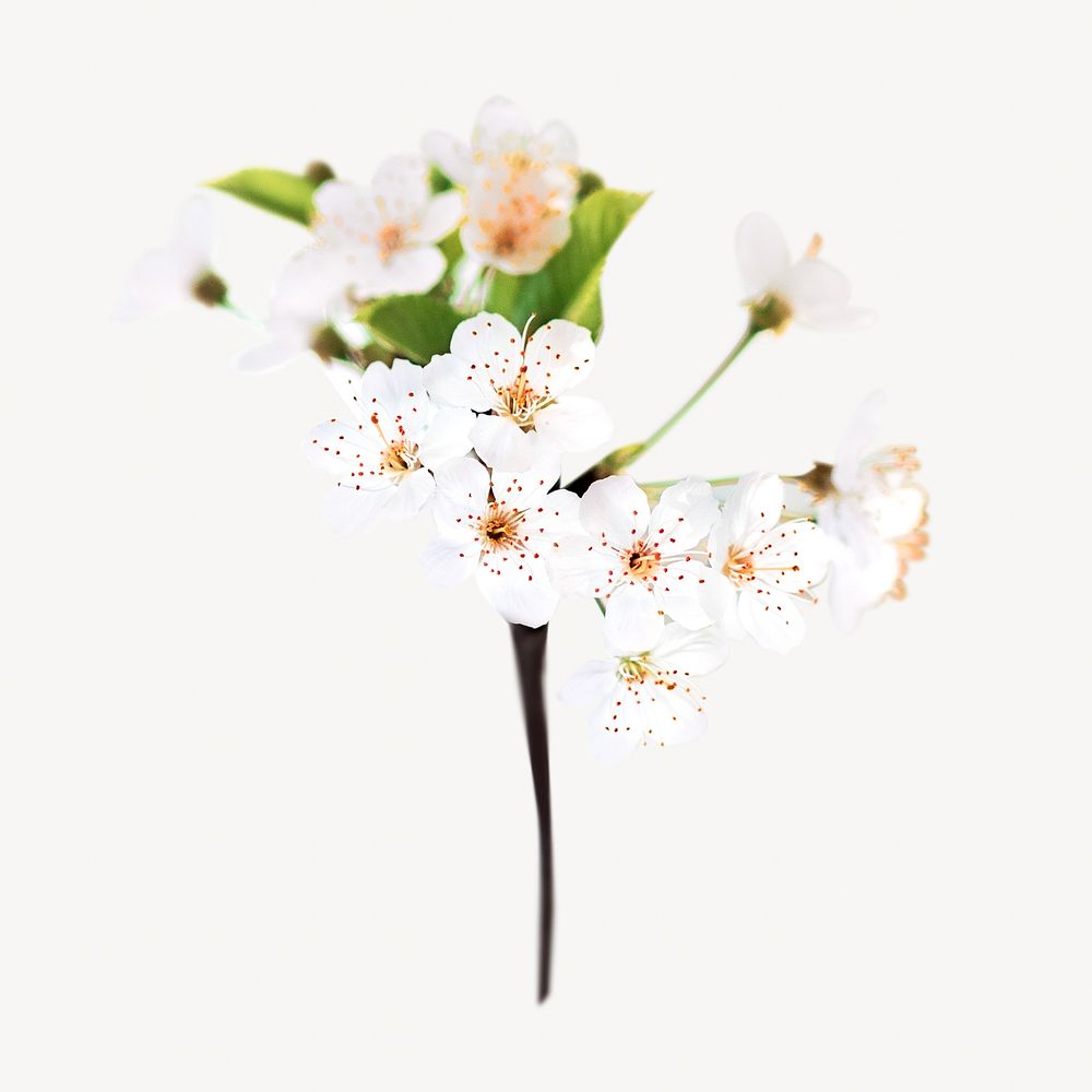 White cherry blossom   isolated image