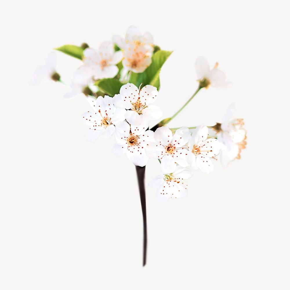 White cherry blossom   collage element psd