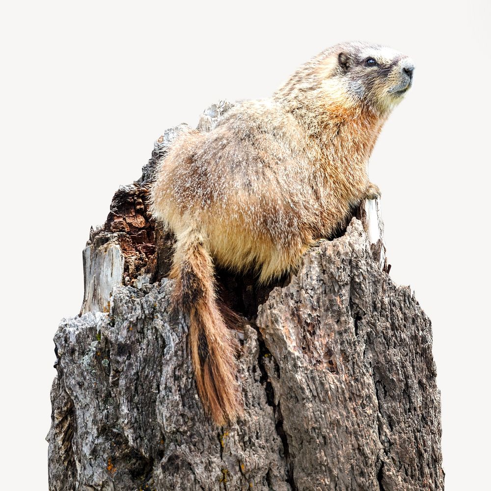Yellow-bellied marmot isolated image