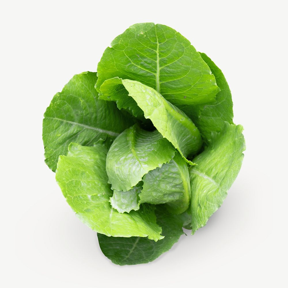 Organic lettuce psd collage element