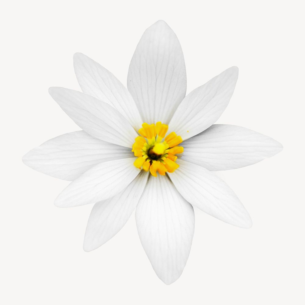 Bloodroot flower, Sanguinaria canadensis image element