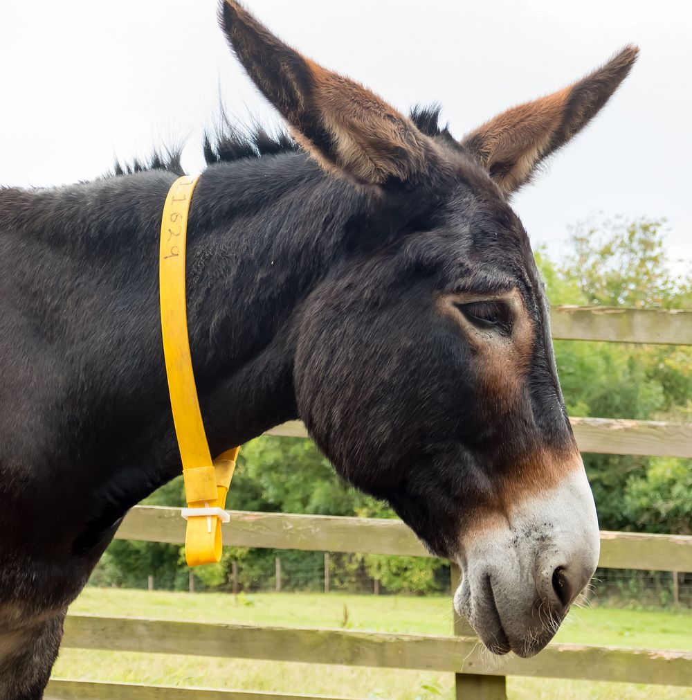 Sidmouth donkey sanctuary, animal charity.