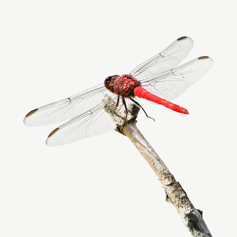 Red dragonfly psd collage element