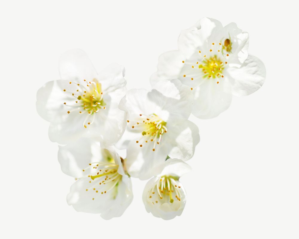 White cherry blossom collage element psd