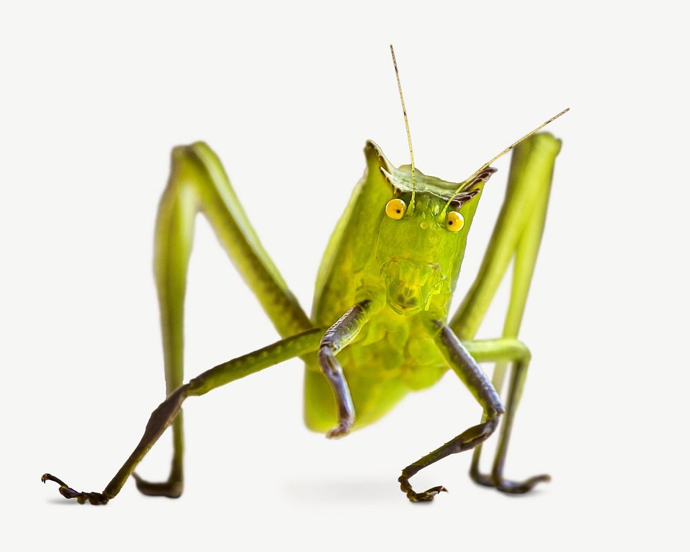 Grasshopper collage element psd