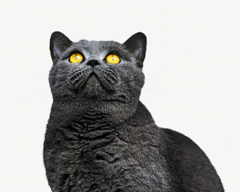 Gray cat looking up isolated design