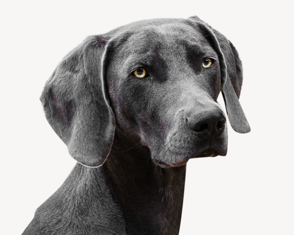 Gray dog isolated image