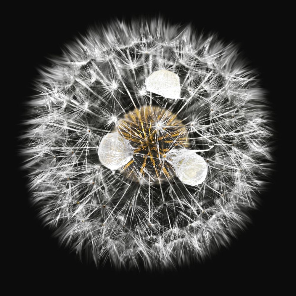Dandelion flower psd collage element
