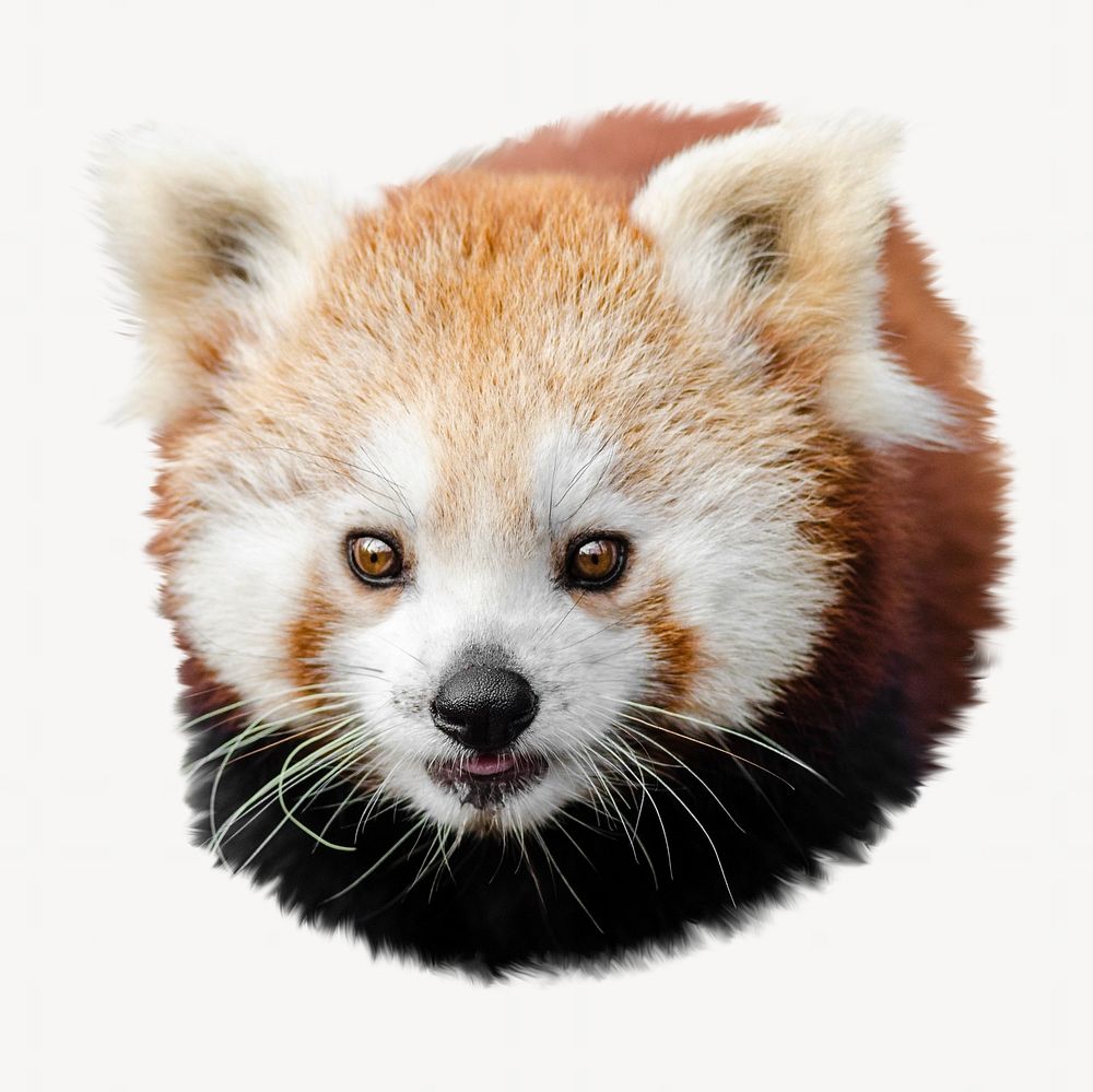 Red panda, isolated image