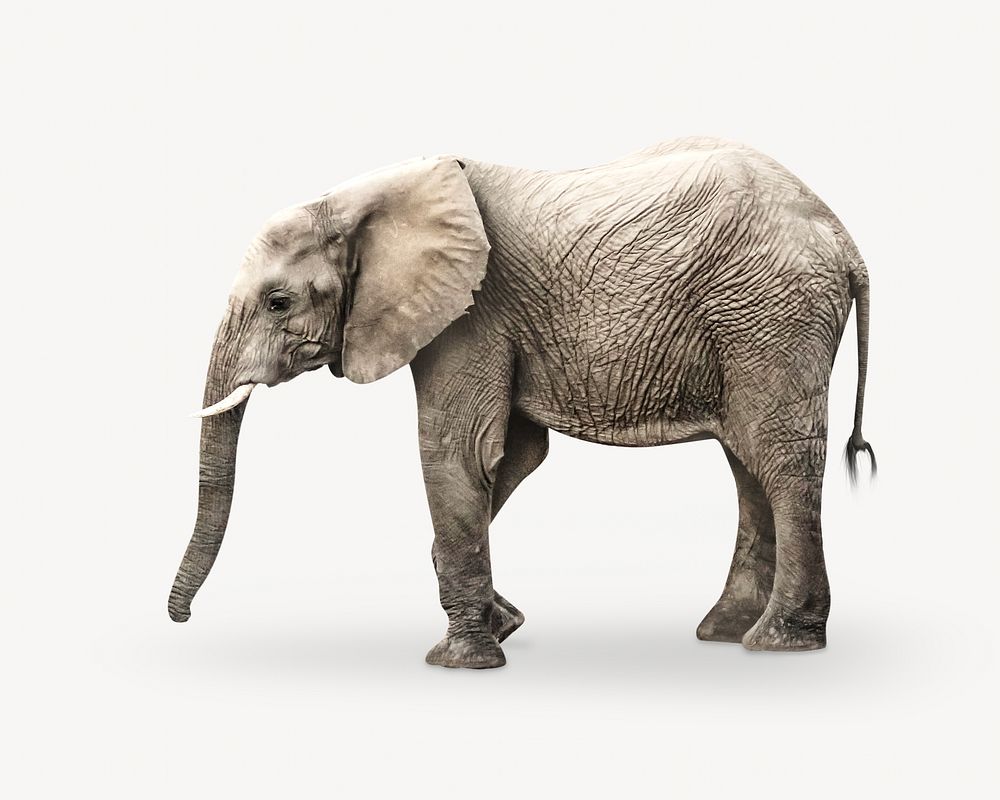 Elephant animal isolated design
