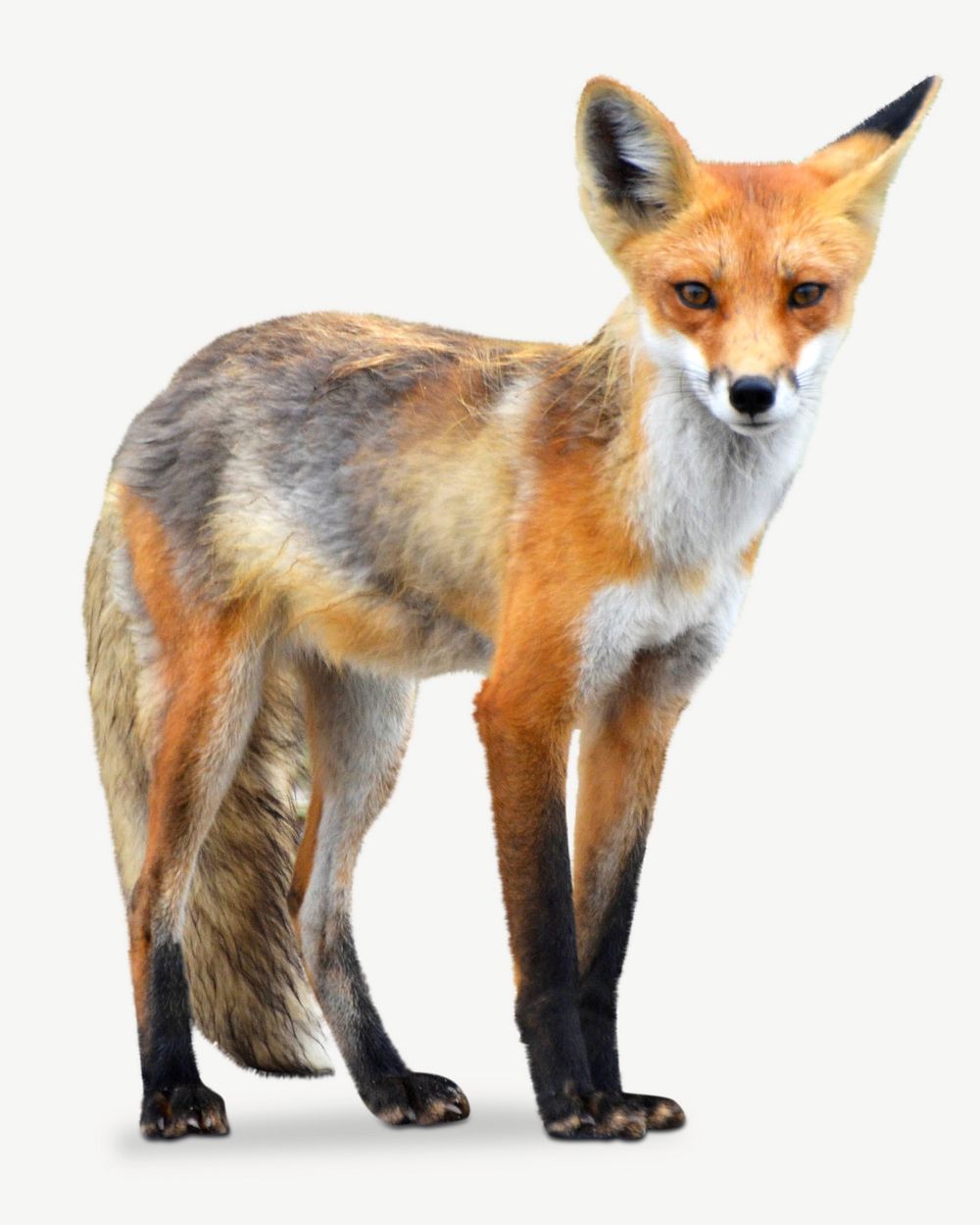 Wild fox collage element psd