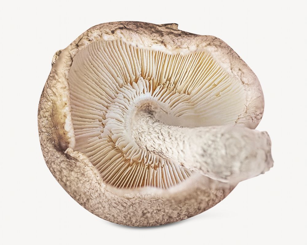 Mushroom, healthy food Isolated image