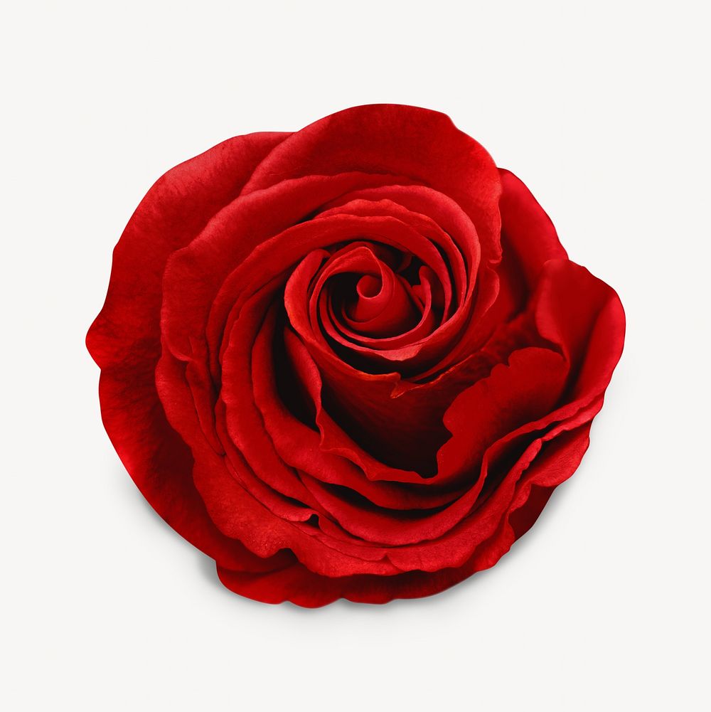 Red rose isolated image on white