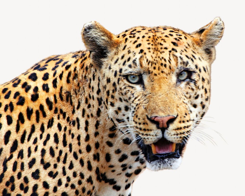 Leopard isolated image