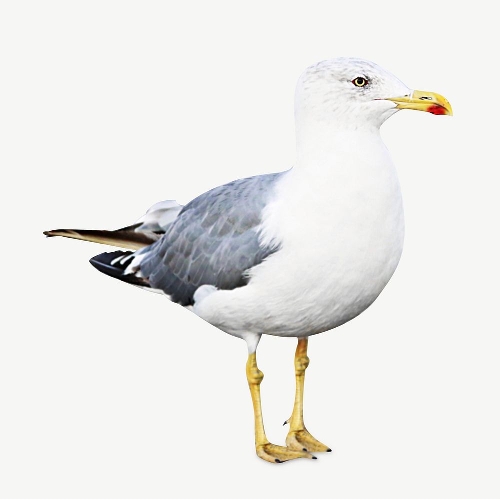 Seagull bird collage element psd