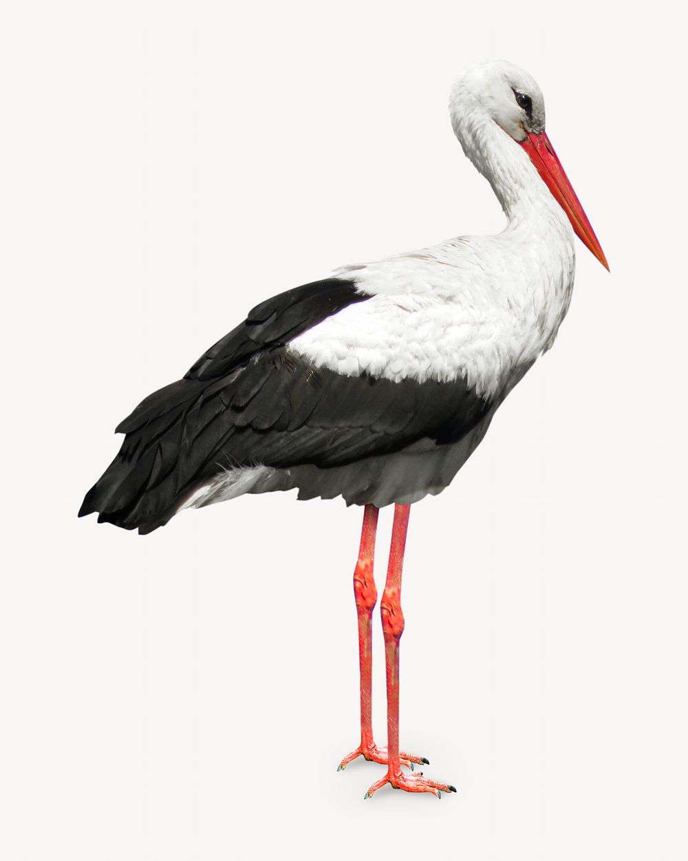 Stork isolated image on white