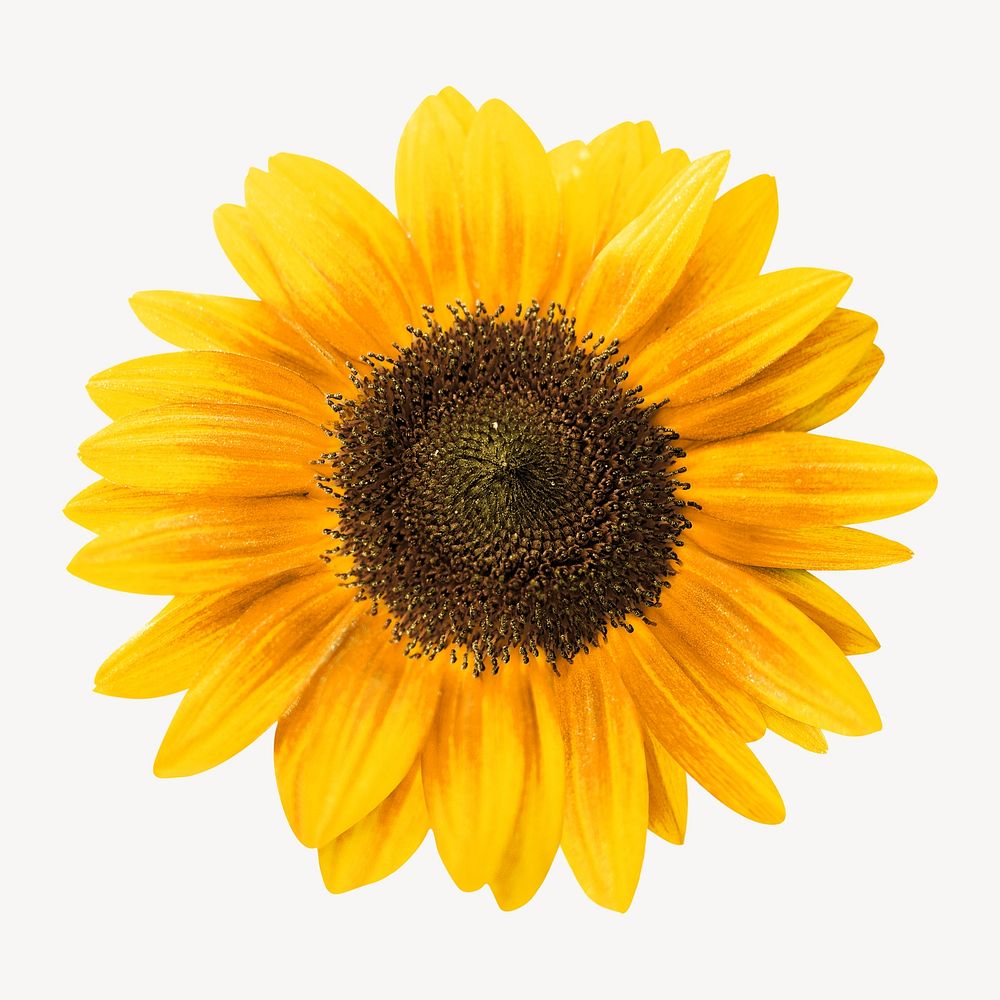 Single sunflower isolated design