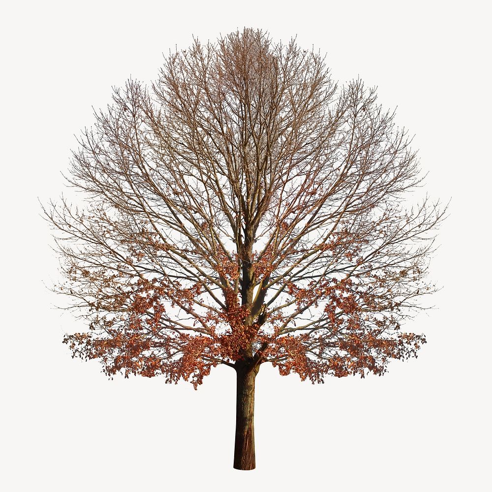 Autumn tree isolated image