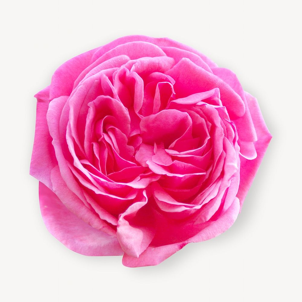 Pink rose isolated design
