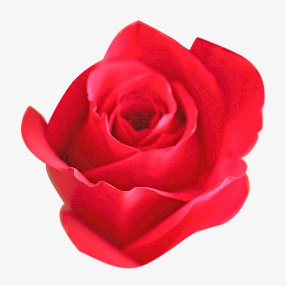 Red rose isolated image