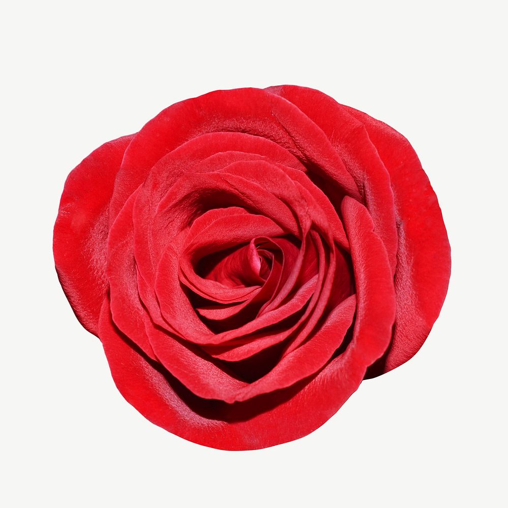 Red rose collage element psd