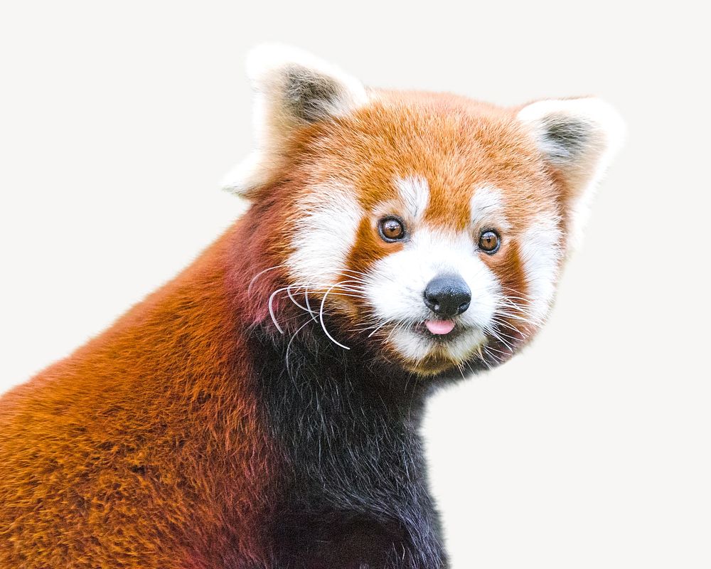 Cute red panda isolated image | Free Photo - rawpixel