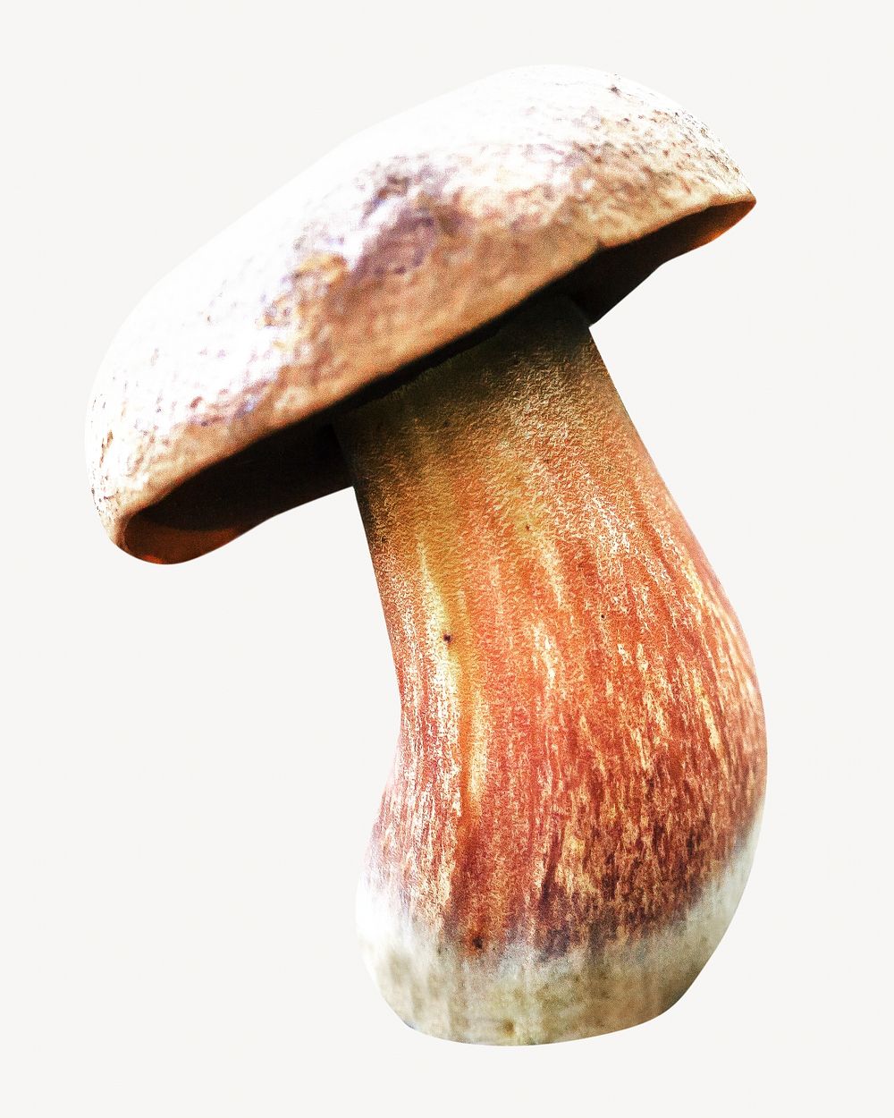 Brown mushroom isolated image