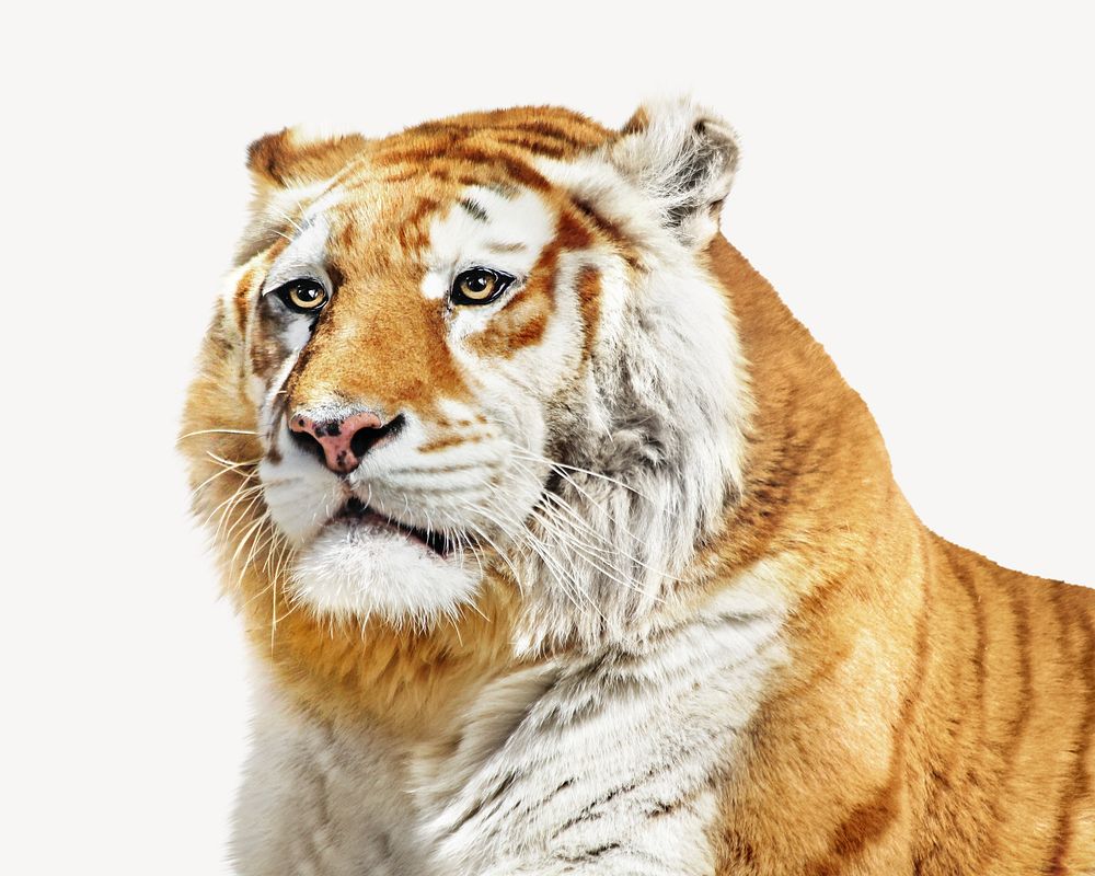 Cute fluffy tiger    isolated image