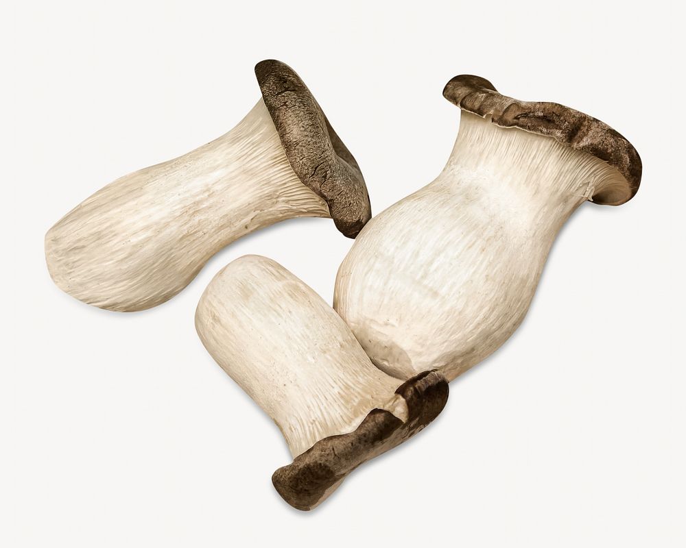 Organic mushroom  Isolated image