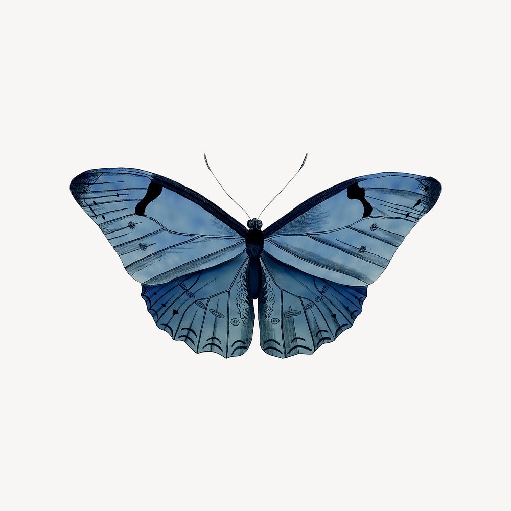 Blue vintage butterfly illustration collage element psd