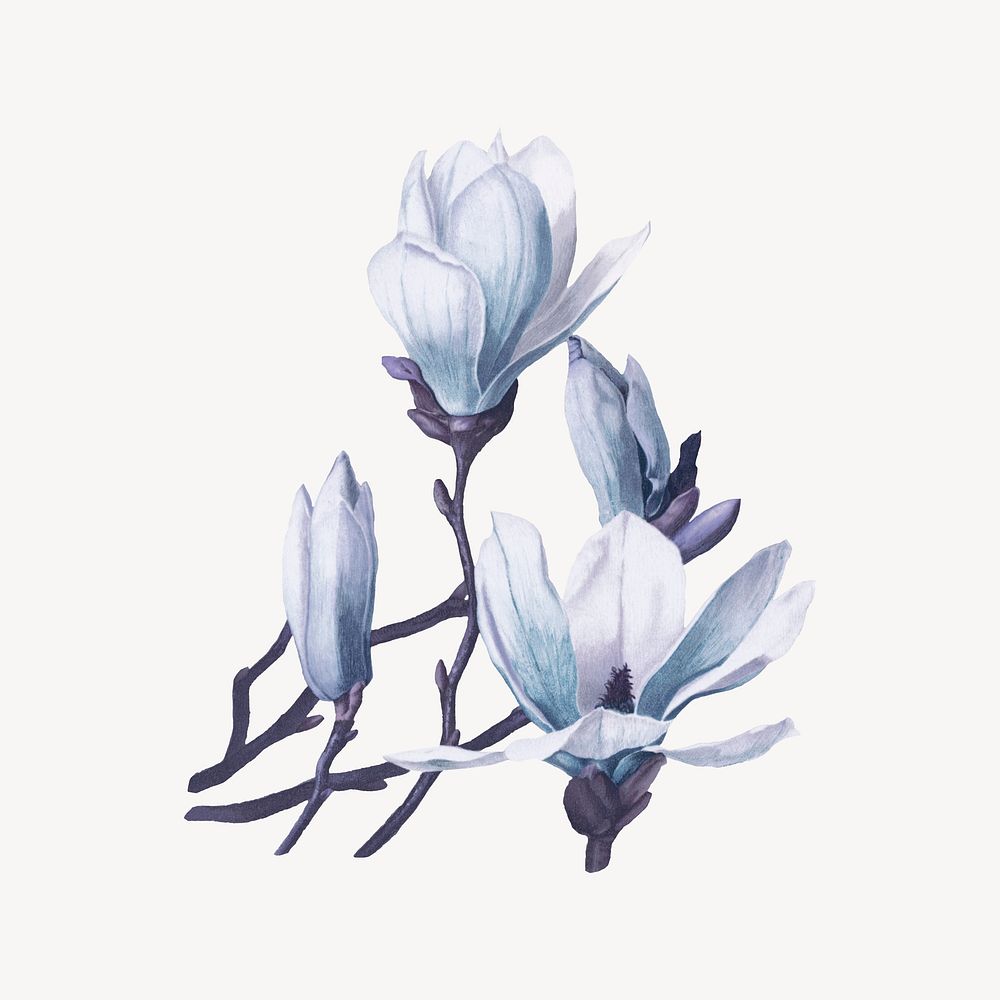 Blue watercolor flower, vintage illustration collage element psd