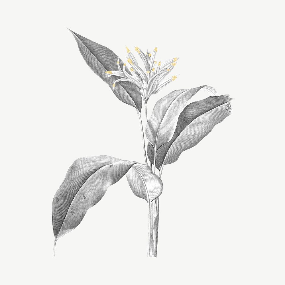 Black and white plant design element psd