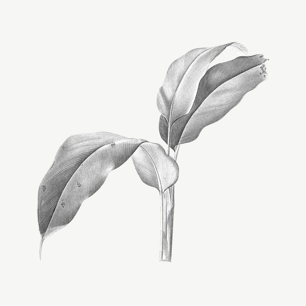 Black and white plant illustration collage element psd
