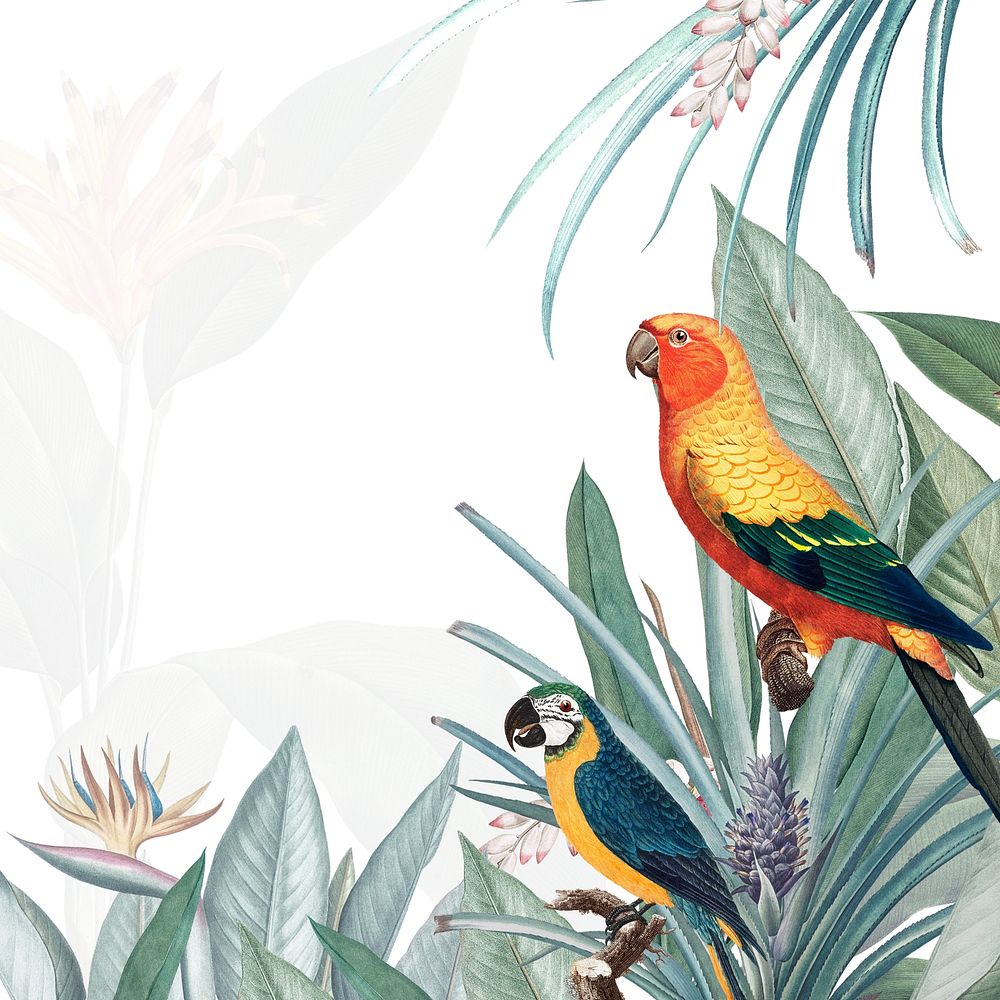 Colorful parrots in the woods illustration