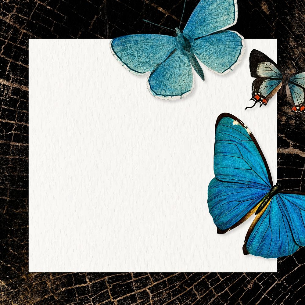 Black butterfly frame marble background