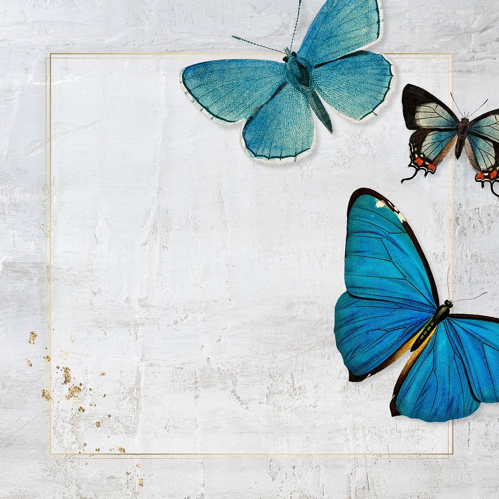 Butterfly frame wall texture background
