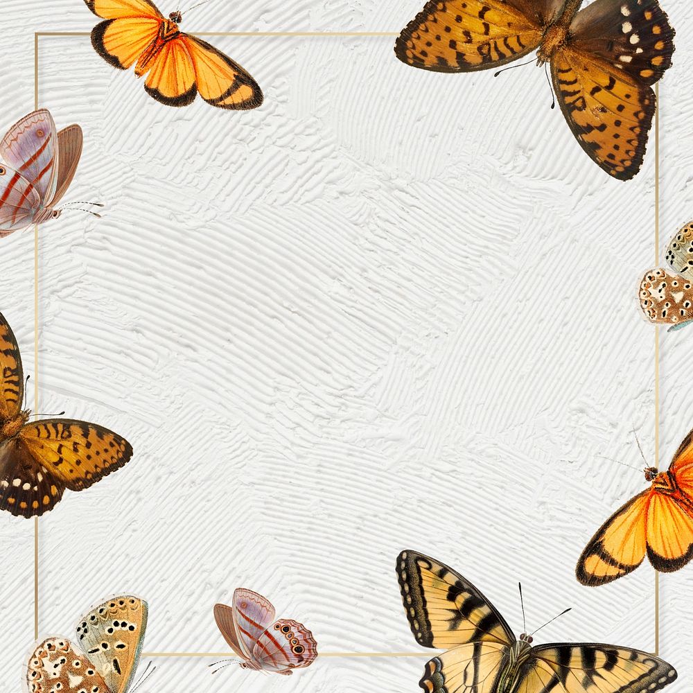 Butterfly frame off white background