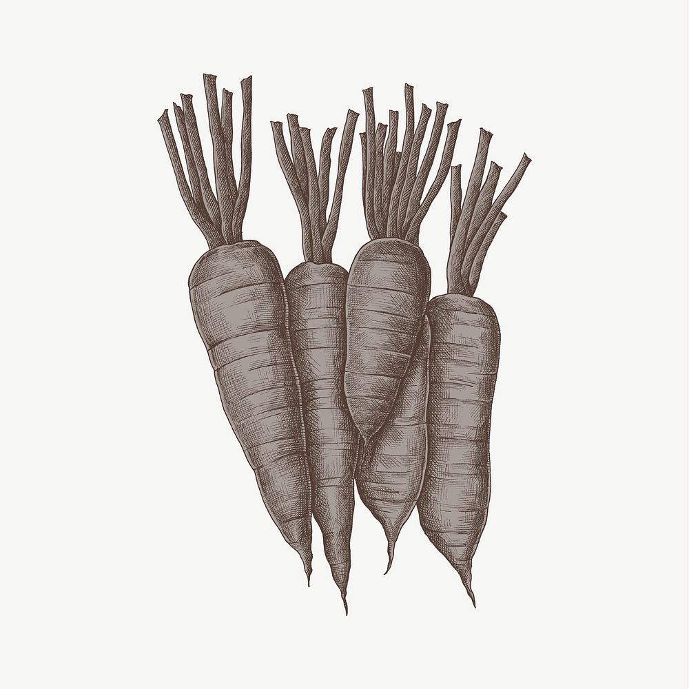 Carrots vintage illustration, collage element psd