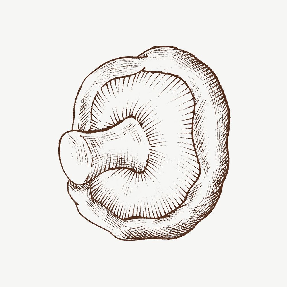 Mushroom vintage illustration, collage element psd