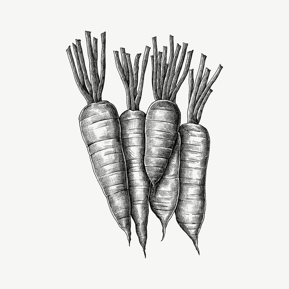 Carrots vintage illustration, collage element psd