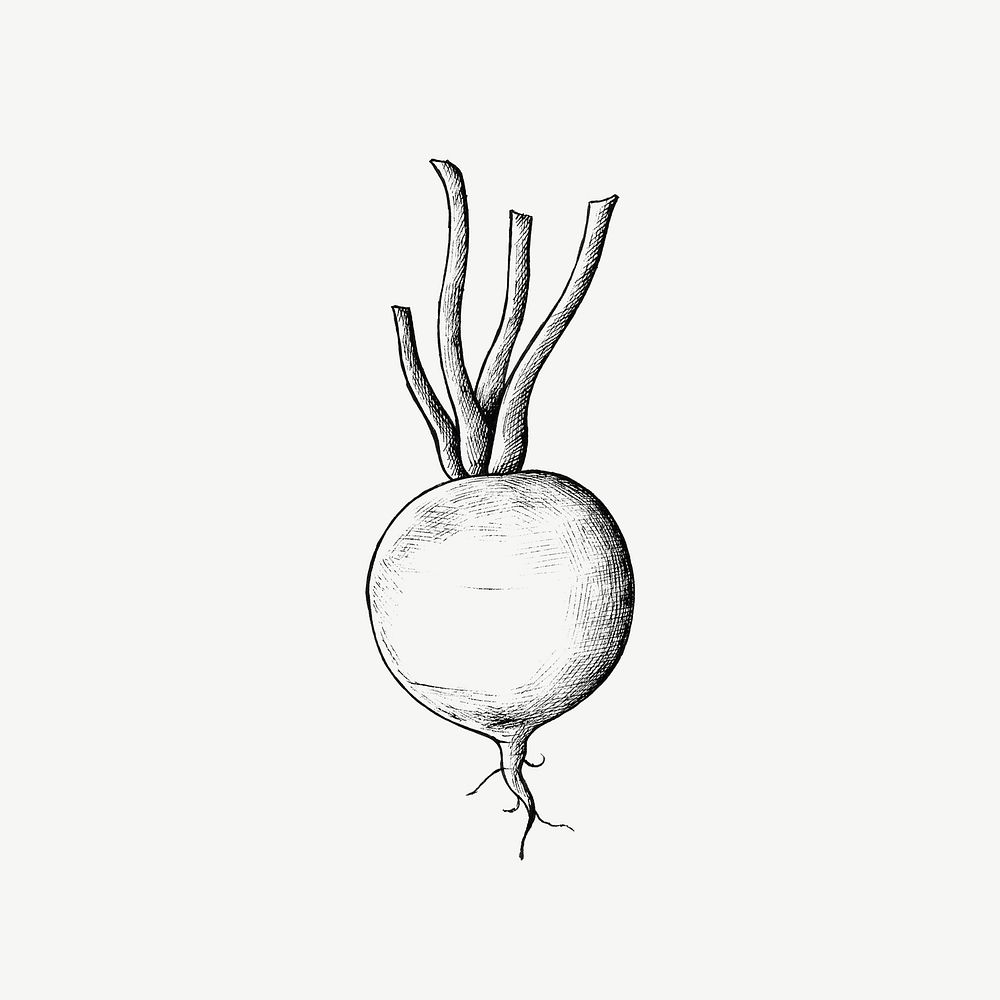 Radish vintage illustration, collage element psd