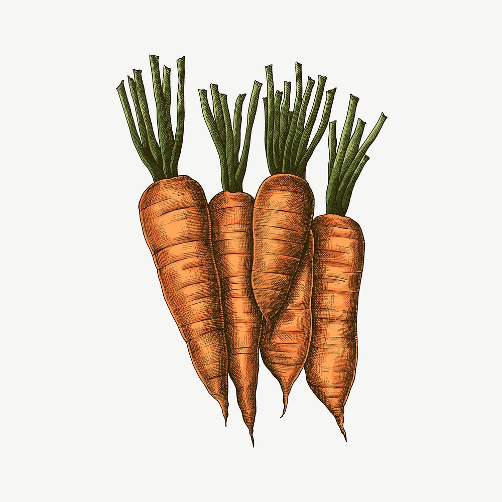 Carrots vintage illustration, collage element psd