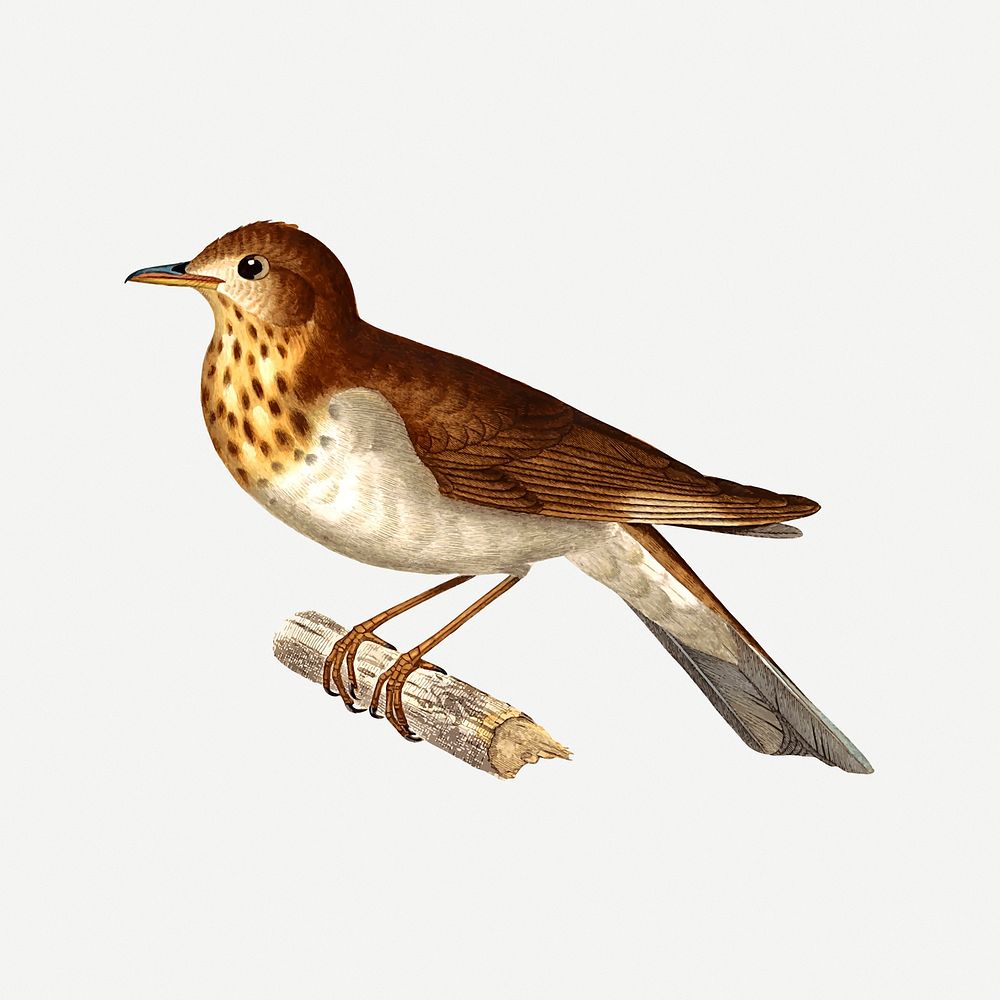 Bird clipart illustration psd. Free public domain CC0 image.
